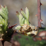 Load image into Gallery viewer, Hazel Dormouse Gold Ring