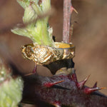 Load image into Gallery viewer, Hazel Dormouse Gold Ring