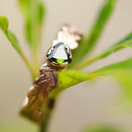 Load image into Gallery viewer, Tourmaline and 9ct Red Gold Oak Leaf Ring

