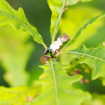 Load image into Gallery viewer, Tourmaline and 9ct Red Gold Oak Leaf Ring
