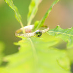 Load image into Gallery viewer, Green Tourmaline and 18ct Yellow Gold Oak Leaf Ring
